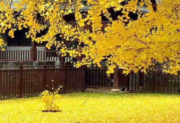 西安银杏在哪可以见到