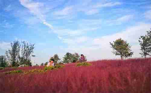 山东菏泽单县粉黛乱子草在哪里 具体地址