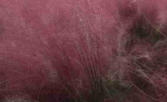 西安在哪能見到粉黛亂子草