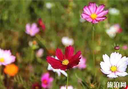 湖南郴州格桑花在哪里