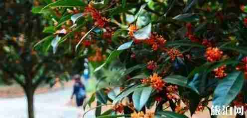 武汉桂花几月开放 武汉哪里赏桂花