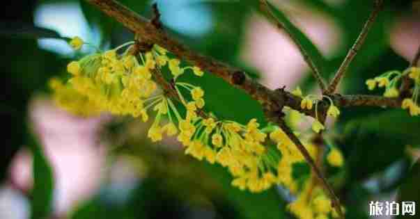 重庆哪里桂花多 重庆赏桂花的地方有哪些