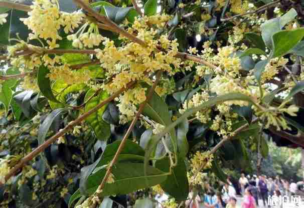 昆明赏桂花的地方有哪些