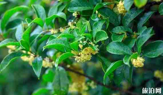 宁波桂花观赏好的地方有哪些