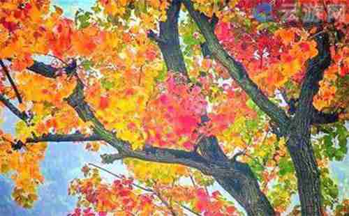 2018大悟县红叶节 大悟县红叶在哪里