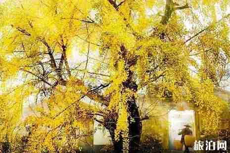 浙江銀杏樹最多的地方 浙江哪里銀杏最美