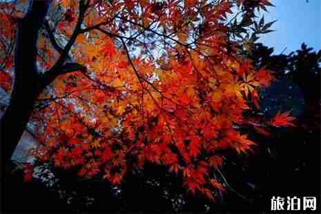 湖北看紅葉最好的地方推薦