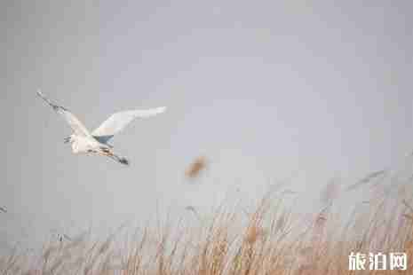 廣州周邊哪里有蘆葦