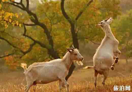 大悟縣賞紅葉路線安排推薦 采風地推薦+交通