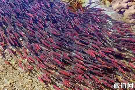 加拿大三文魚回流時間+地域 加拿大三文魚觀賞攻略