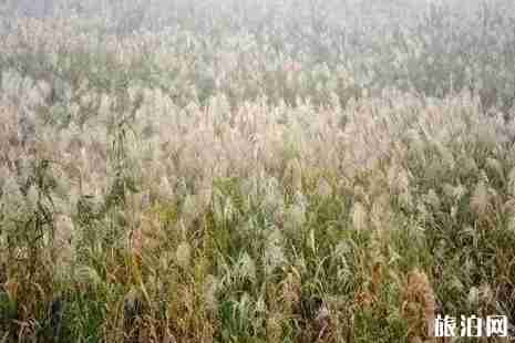 揚州哪里有蘆葦