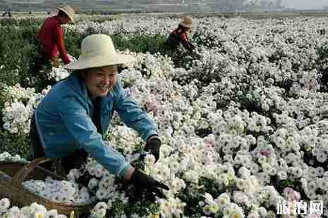 黃石周邊游賞花旅游去哪好