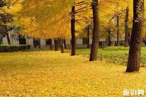 成都高校銀杏哪里看