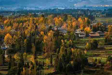 腾冲银杏村最佳时间 门票+交通+注意事项 超级实用攻略