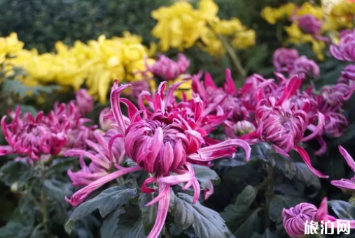 北京賞菊花公園有哪些 2018北京賞菊地點+門票+交通