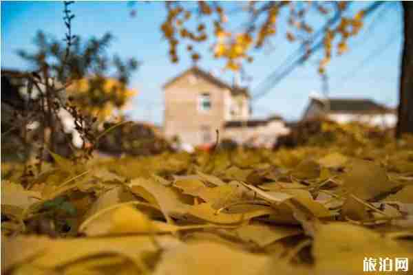 如何去西山島 秋天去西山島有什么好玩的