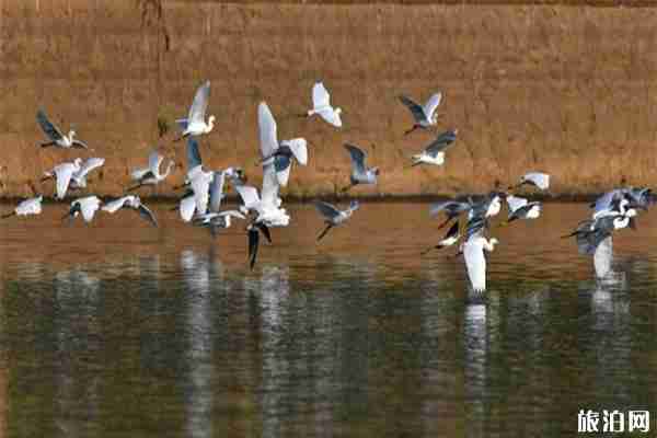 長沙月亮島觀光車收費價格