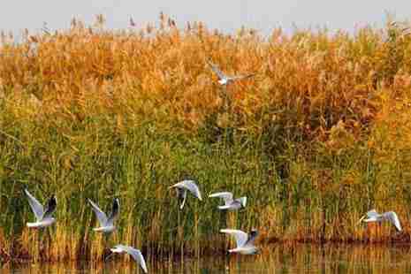 浙江蘆葦蕩在哪里 冷門又冷艷的蘆葦蕩介紹