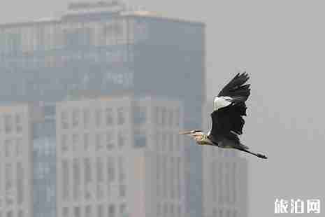 深圳觀鳥最佳地點推薦 深圳觀鳥點攻略
