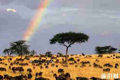 2019坦桑尼亞動物大遷徙時間+行程安排