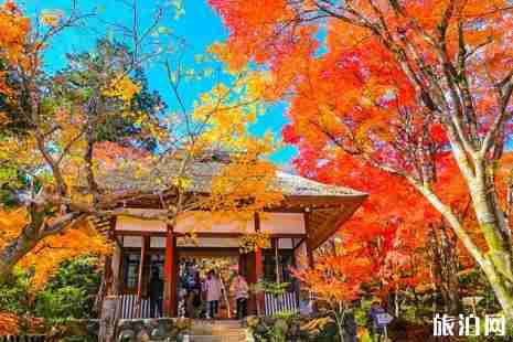 湖北哪里有枫叶看 孝感哪里可以看枫叶