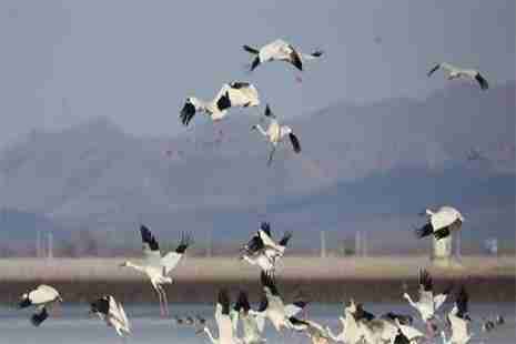 獾子洞湿地什么时候是最佳的观鸟季节