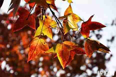 蘇州拙政園和獅子林距離多遠 蘇州站到獅子林怎么去