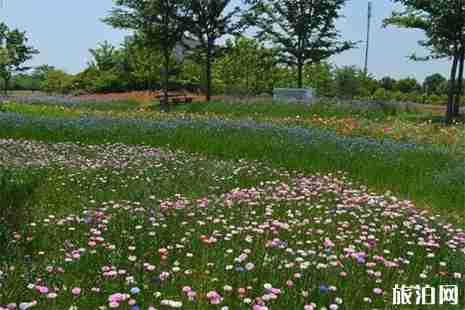 上海金山花開海上生態(tài)園 交通+停車指南