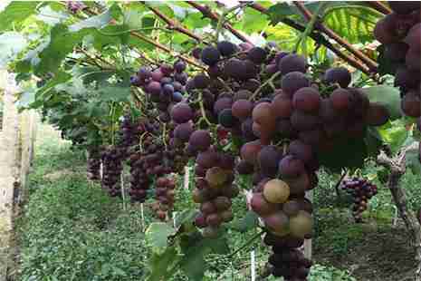 南江大峽谷門票下調(diào)至60元