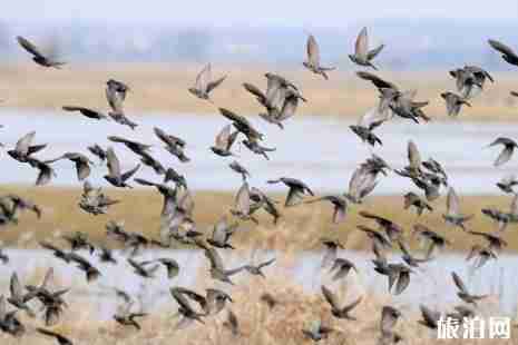 中國哪里看候鳥 中國候鳥遷徙路線+地點(diǎn)