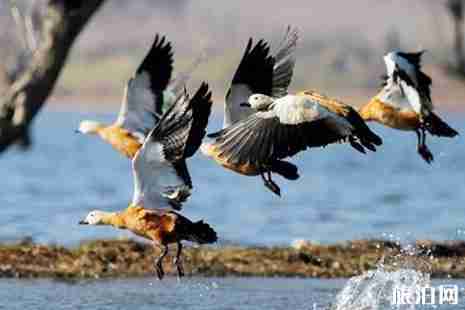 深圳觀鳥點(diǎn)推薦+交通 深圳哪里可以去觀鳥