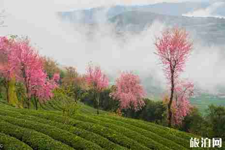 云南大理南澗縣旅游攻略（大理南澗無量山櫻花谷）