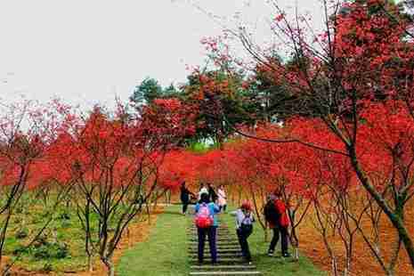 貴陽(yáng)烏當(dāng)楓葉谷門(mén)票多少錢(qián)