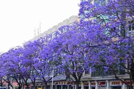 廣州哪里有藍花楹 藍花楹什么時候開放
