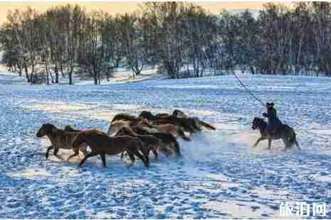 壩上草原下雪雪景推薦+門票+交通