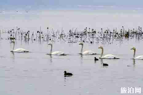 河南冬季觀鳥攻略