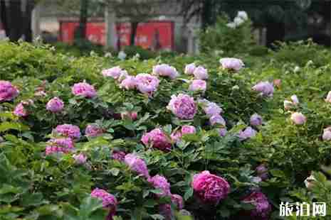 2019王城公园停车攻略