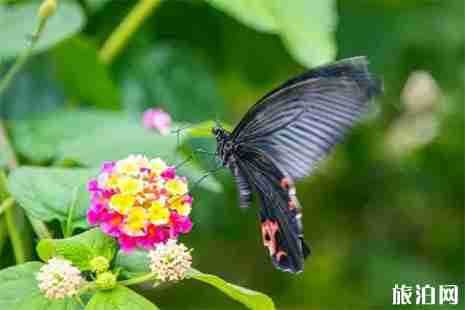 中國最美鄉鎮大連旅順小南村有什么好玩的