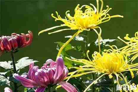 2019清明大连扫墓墓园交通管制信息+交通调整信息