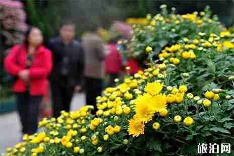 2018廣州黃花崗菊花展 時(shí)間+地點(diǎn)
