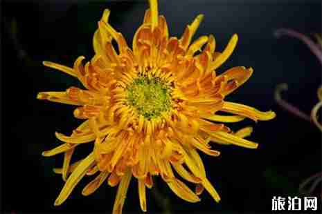 2019浙江桐乡清明扫墓专线信息