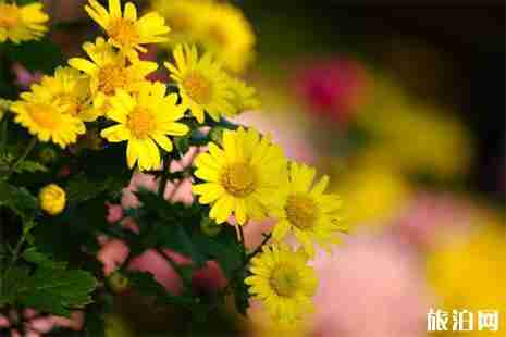 2019祥和陵园停车攻略