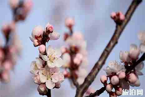 2019淄博泉子村杏花节3月30号