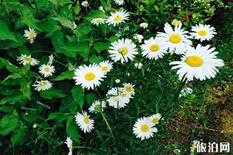 2019孝感清明扫墓专线