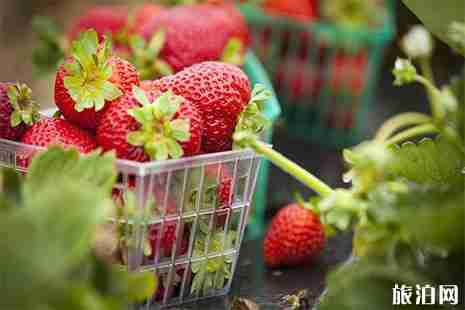 2018-2019草莓總動員崇明港西鄉(xiāng)村定向賽