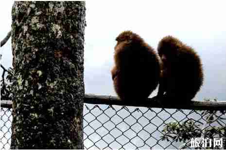 峨眉山冬季門票價格 峨眉山冬季旅游攻略