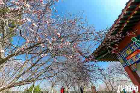 2019天津赏花停车攻略