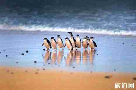 为什么墨尔本宜居 去墨尔本好玩吗