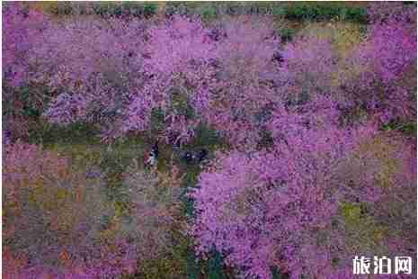 櫻花冬天開嗎 貴州櫻花什么時候開冬天櫻花地點