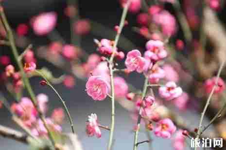 冬季昆明賞花的地點推薦